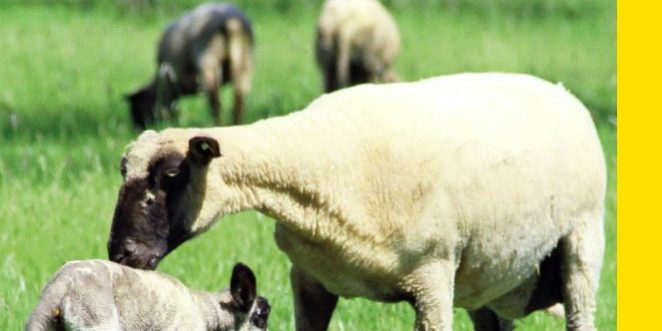 Unterwegs Titelbild des Pfarrbriefs "Unterwegs" von Ostern 2017