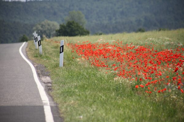 https___www.pfarrbriefservice.de_sites_default_files_atoms_image_10765_stradfenrand_mit_mohn_by_doris_michael_will_pfarrbriefservice