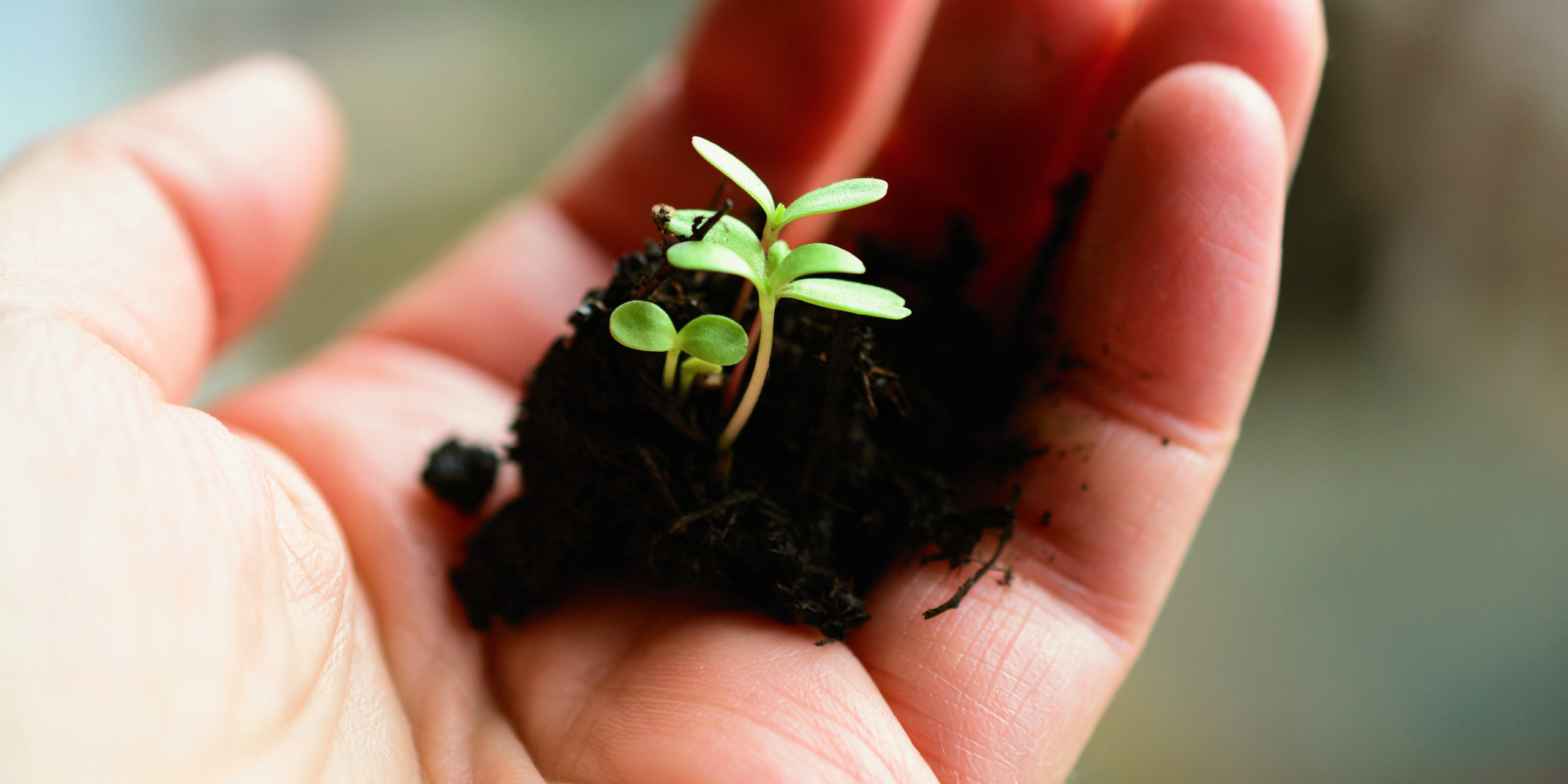 plant-4036130_by_congerdesign_pixabay_pfarrbriefservice