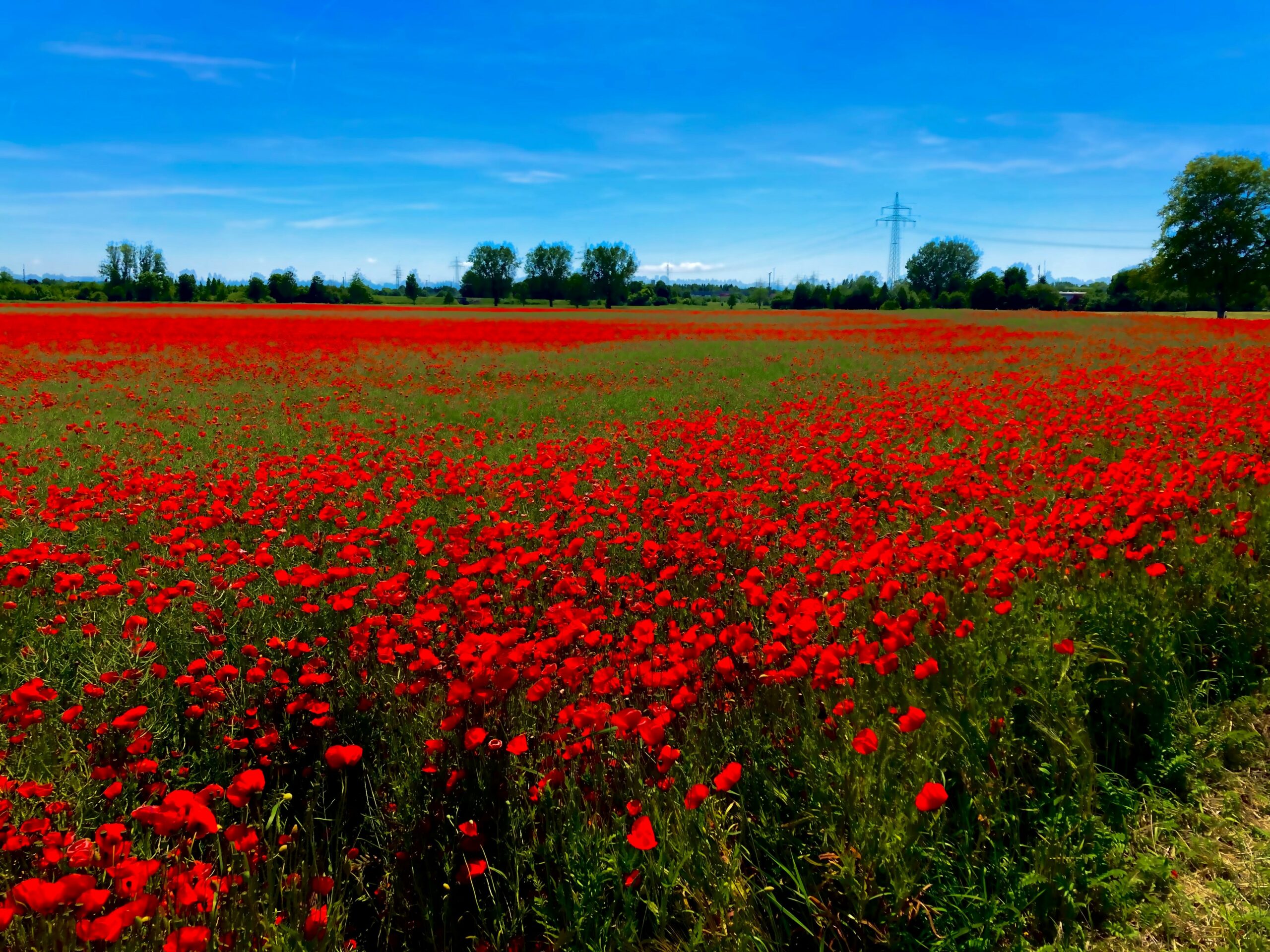 Mohn – Memmingen katholisch